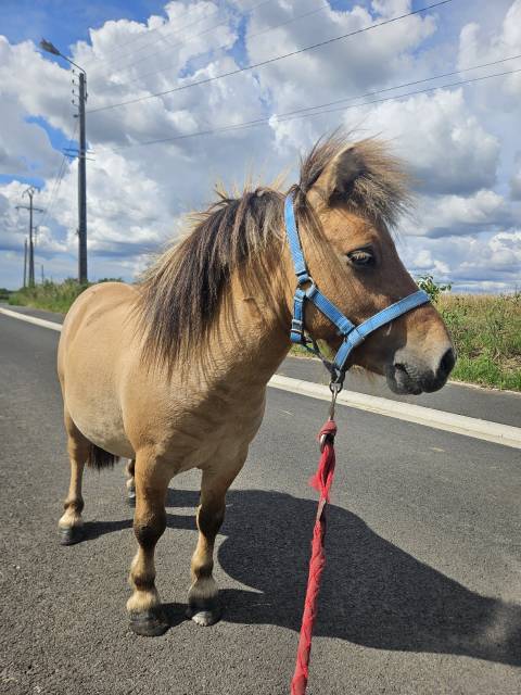 Poney miniature aux yeux bleus