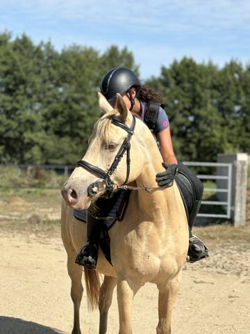 Demi-pension jument demi sang arabe