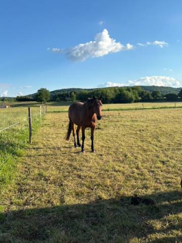 Jument à vendre trotteur français