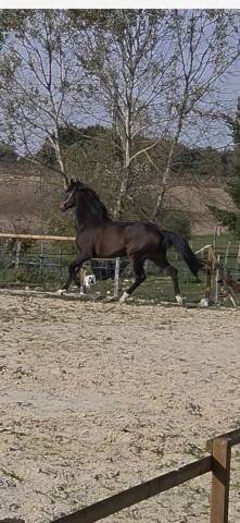 A vendre: hongre, 6 ans kwpn, dressage