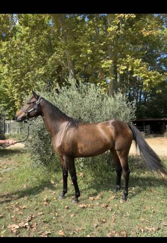 Superbe pur sang arabe 8 ans