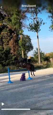 Dp hongre sf 8 ans proche pacy sur eure