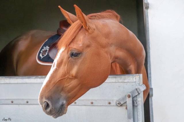 Jument z - 15 ans - 1m70 – cso / loisir / poulinière