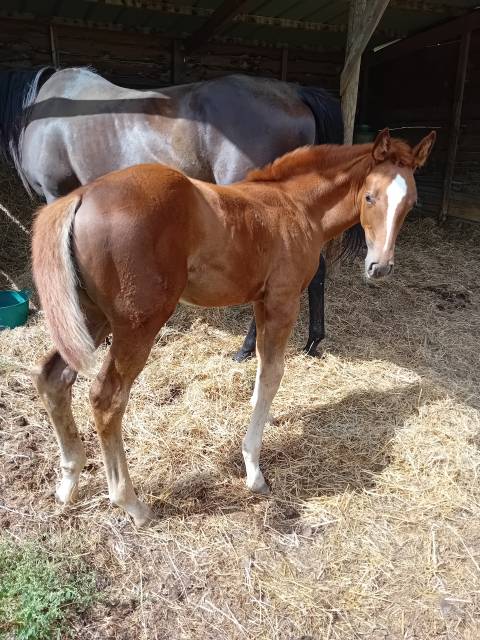 Pouliche 2025 selle français originel (x arlem andalou)