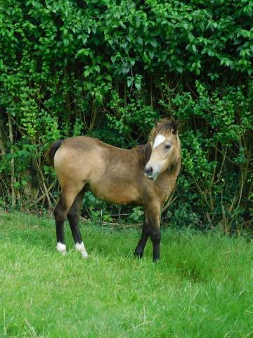 Pouliche poney welsh b