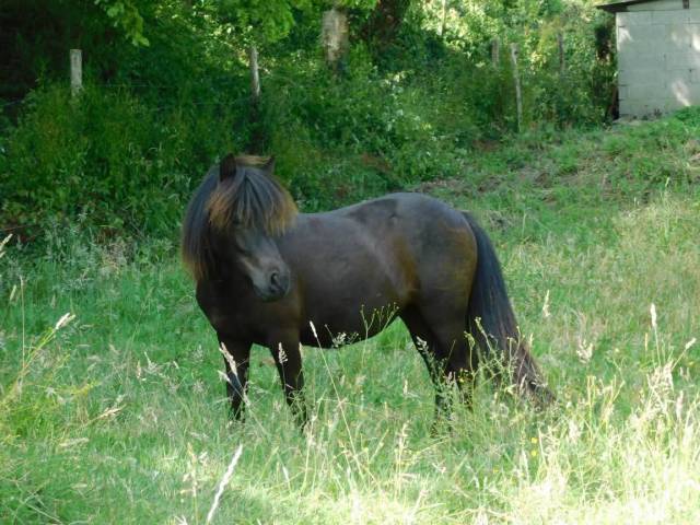 Poney pouliche shetland a