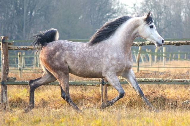 Mâle pur sang arabe