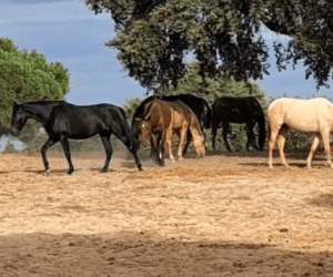 Lot pouliches : pour élever diluées de qualité