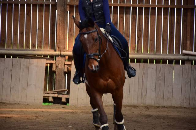 Selle français 14 ans