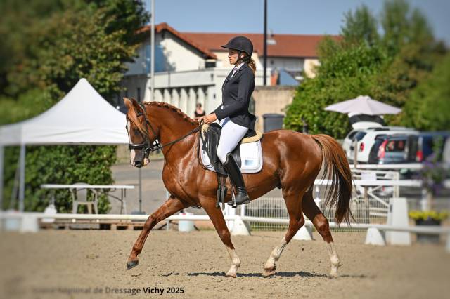 étalon aa à vendre