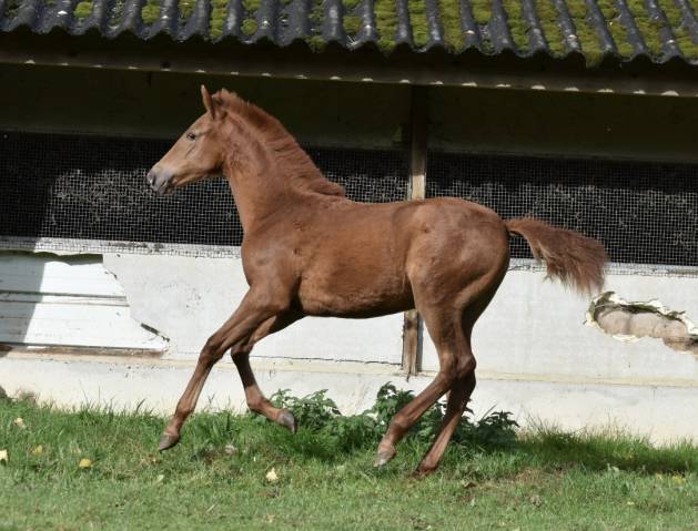Pouliche pre alezane