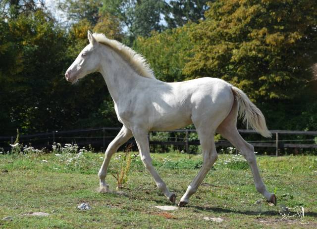 Luna de la luz, pouliche pre perlino, mai 25