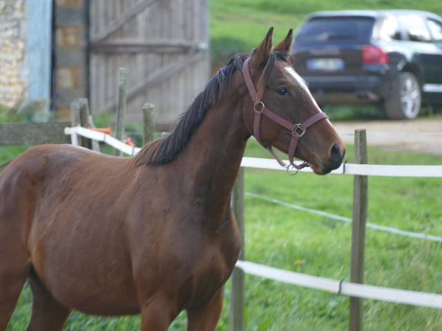Top ponette 3 ans pour dressage et cce