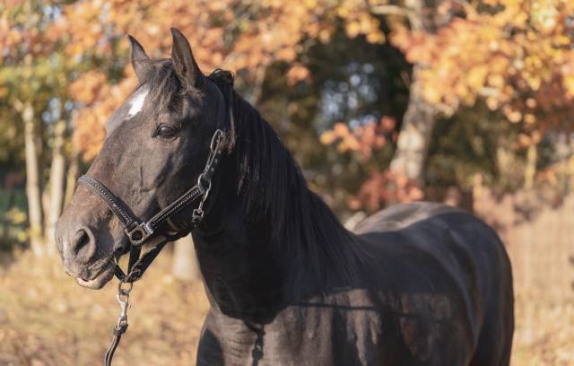 Petit cheval à vendre