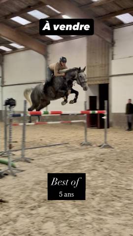 Hongre de 5 ans by ceira d’ick