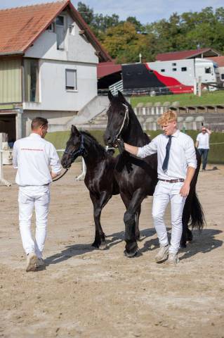 Magnifique poulain frison pleins papiers