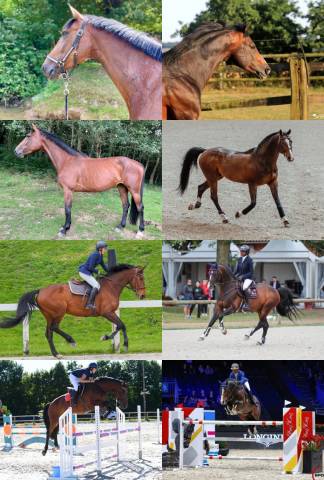 Poulinière gestante