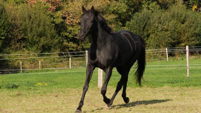 Poulinière hors course