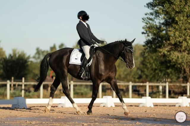 Magnifique selle français