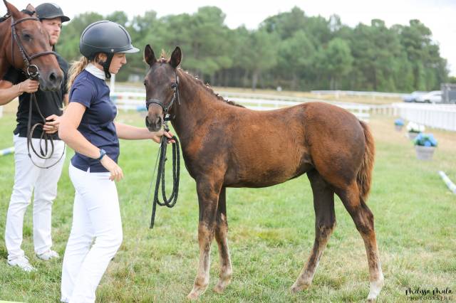 Pouliche pfs taille d