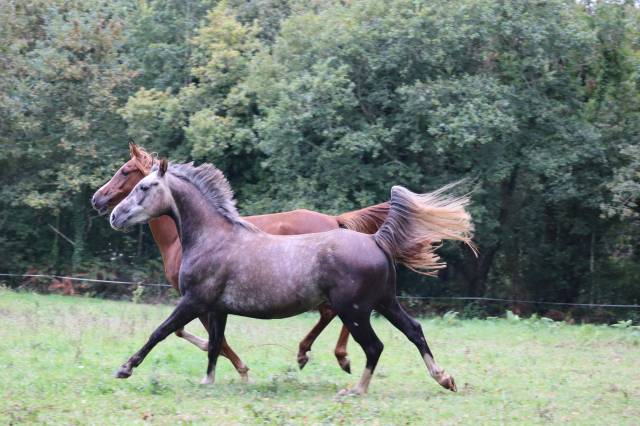 Hongre pur-sang arabe