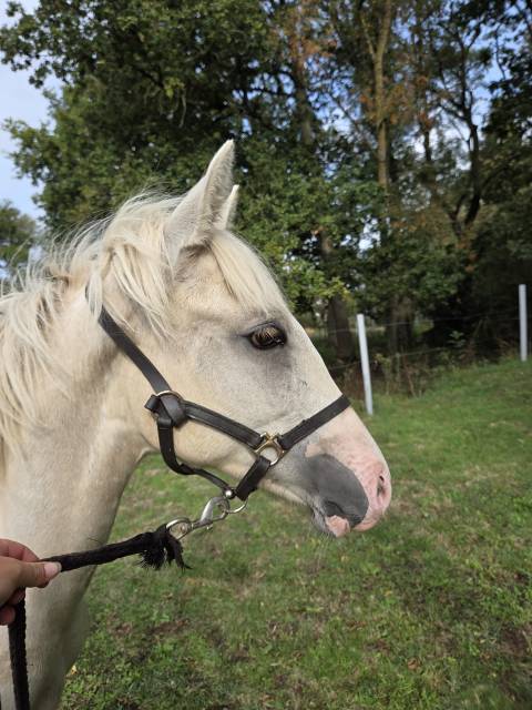 Pouliche oc palomino de l’année