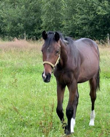 Pouliche oldenbourg - excellentes origines