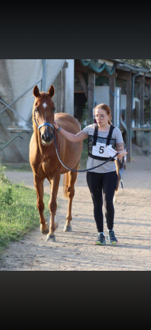 Hongre pur sang arabe