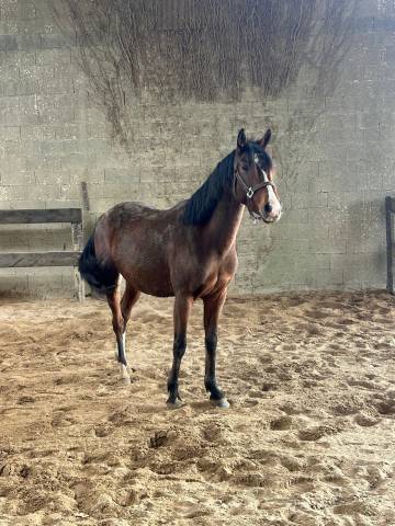 Kaly de louans femelle oc de 5ans