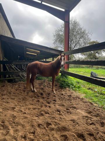 Malabar de louans, entier wpb de 3ans