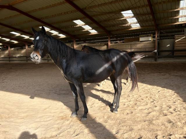 Louna de louans, jument oc de 4ans