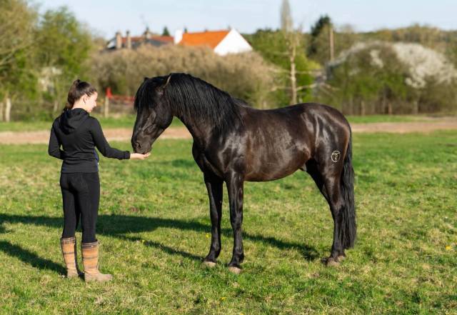 Cheval pure race espagnole