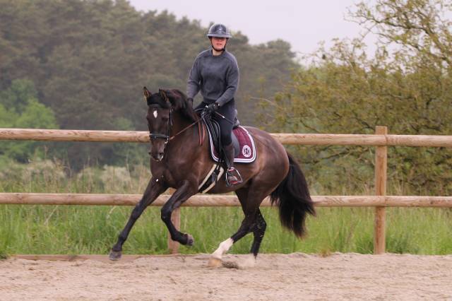 Cheval pure race espagnole