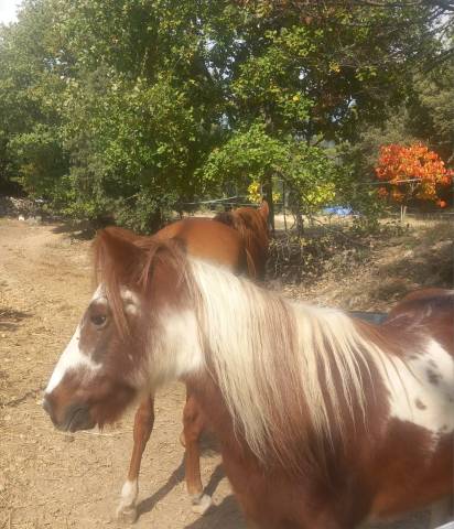 Propose demi pension ponette