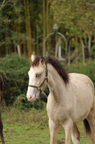 Foal isabelle yeux bleu goldwyn d'embets machno carwyn