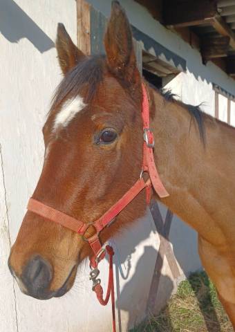 Cheval (jument) aa de 7 ans