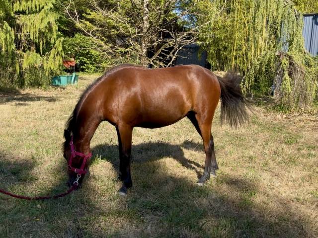 Pouliche welsh partbred