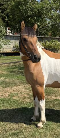 Ponette 4 ans oc à vendre