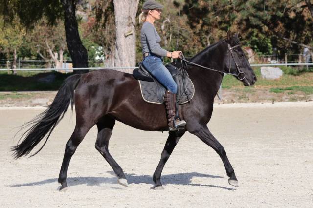 Jument noir à vendre !