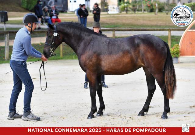 Pouliche connemara noire