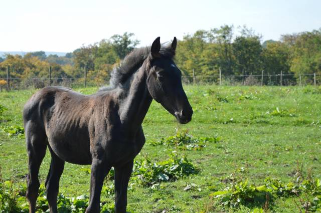 Prométhée - poulain de dressage