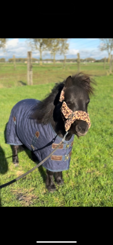 Shetland pour compagnie