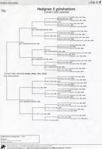 Etalon arabe à vendre - 7 ans