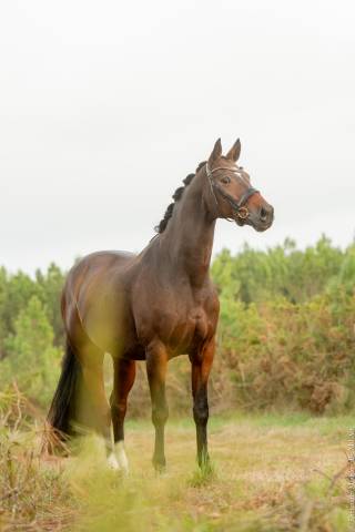 Cheval de dressage