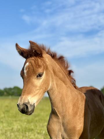 Poulain pfs par quabar des monceaux