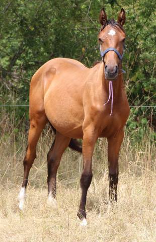 Pouliche sf ( controe x champs elysees x le tot)