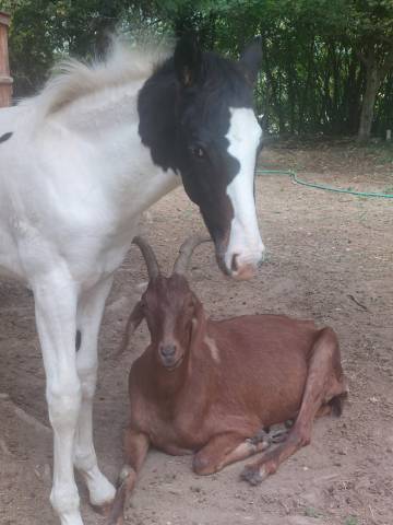 Poulain pie oc pour loisir sport elevage