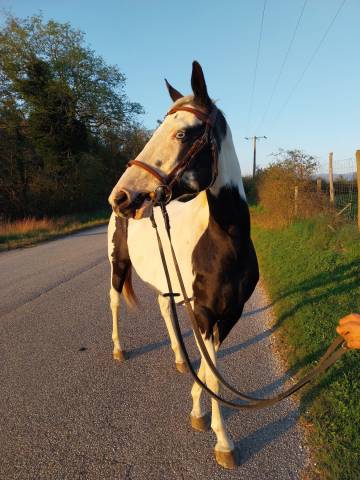 à vendre – paint horse plein papier