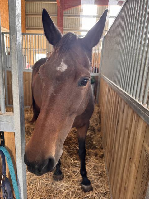 Superbe trotteuse polyvalente de 9 ans