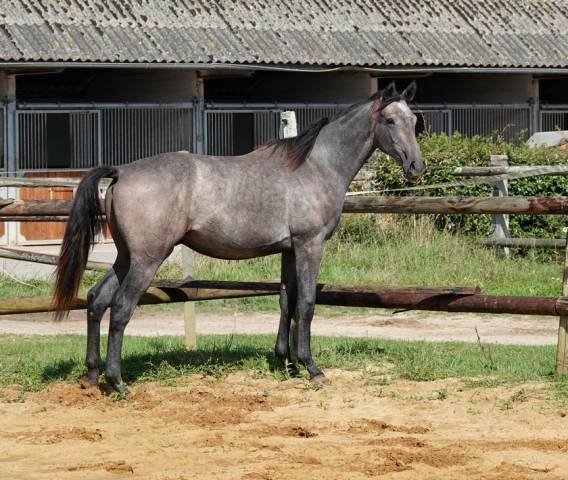 Mâle sfo par rohotep de toscane